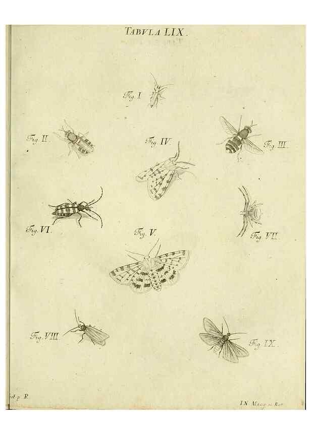 Reproducción/Reproduction 9733394860: Iacobi Christiani Shaefferi Icones insectorvm circa Ratisbonam :. Ratisbonae :Typis Zeitlerianis,1791.