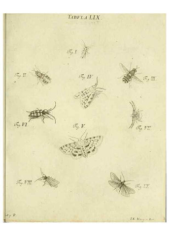 Reproducción/Reproduction 9733394860: Iacobi Christiani Shaefferi Icones insectorvm circa Ratisbonam :. Ratisbonae :Typis Zeitlerianis,1791.