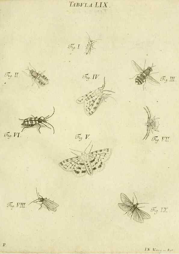 Reproducción/Reproduction 9733394860: Iacobi Christiani Shaefferi Icones insectorvm circa Ratisbonam :. Ratisbonae :Typis Zeitlerianis,1791.