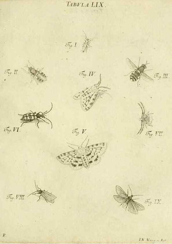Reproducción/Reproduction 9733394860: Iacobi Christiani Shaefferi Icones insectorvm circa Ratisbonam :. Ratisbonae :Typis Zeitlerianis,1791.