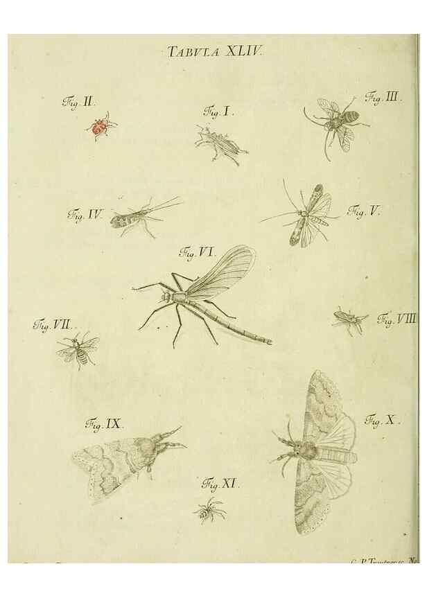 Reproducción/Reproduction 9733379452: Iacobi Christiani Shaefferi Icones insectorvm circa Ratisbonam :. Ratisbonae :Typis Zeitlerianis,1791.