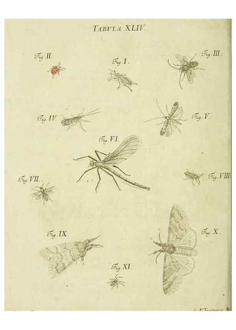 Reproducción/Reproduction 9733379452: Iacobi Christiani Shaefferi Icones insectorvm circa Ratisbonam :. Ratisbonae :Typis Zeitlerianis,1791.