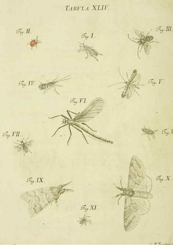 Reproducción/Reproduction 9733379452: Iacobi Christiani Shaefferi Icones insectorvm circa Ratisbonam :. Ratisbonae :Typis Zeitlerianis,1791.