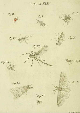 Reproducción/Reproduction 9733379452: Iacobi Christiani Shaefferi Icones insectorvm circa Ratisbonam :. Ratisbonae :Typis Zeitlerianis,1791.