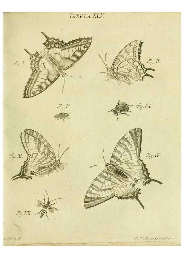 Reproducción/Reproduction 9733380752: Iacobi Christiani Shaefferi Icones insectorvm circa Ratisbonam :. Ratisbonae :Typis Zeitlerianis,1791.