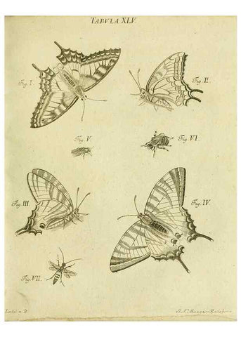 Reproducción/Reproduction 9733380752: Iacobi Christiani Shaefferi Icones insectorvm circa Ratisbonam :. Ratisbonae :Typis Zeitlerianis,1791.