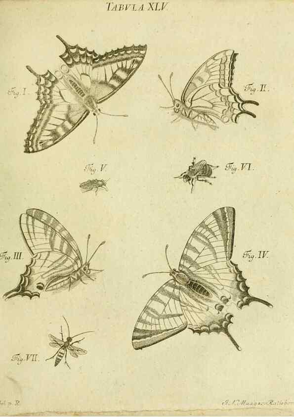 Reproducción/Reproduction 9733380752: Iacobi Christiani Shaefferi Icones insectorvm circa Ratisbonam :. Ratisbonae :Typis Zeitlerianis,1791.