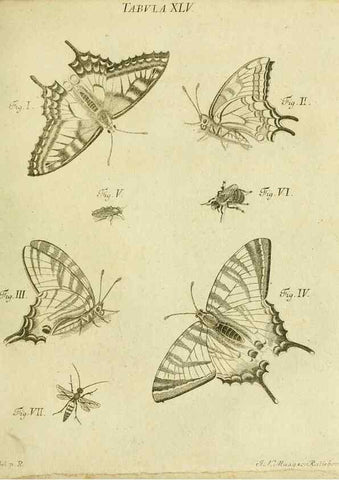 Reproducción/Reproduction 9733380752: Iacobi Christiani Shaefferi Icones insectorvm circa Ratisbonam :. Ratisbonae :Typis Zeitlerianis,1791.
