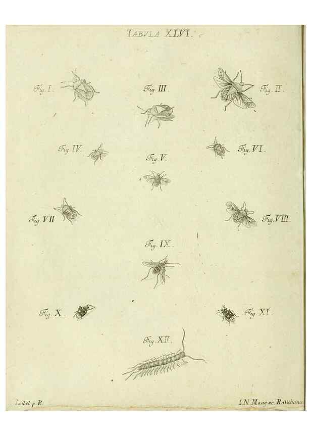 Reproducción/Reproduction 9730154615: Iacobi Christiani Shaefferi Icones insectorvm circa Ratisbonam :. Ratisbonae :Typis Zeitlerianis,1791.