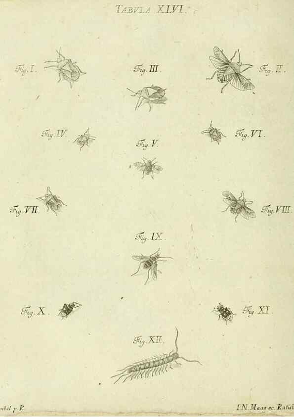 Reproducción/Reproduction 9730154615: Iacobi Christiani Shaefferi Icones insectorvm circa Ratisbonam :. Ratisbonae :Typis Zeitlerianis,1791.