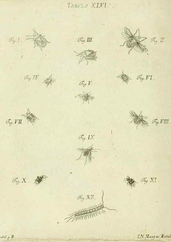 Reproducción/Reproduction 9730154615: Iacobi Christiani Shaefferi Icones insectorvm circa Ratisbonam :. Ratisbonae :Typis Zeitlerianis,1791.