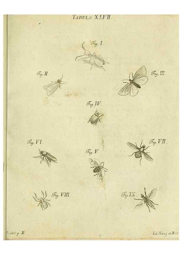 Reproducción/Reproduction 9733382558: Iacobi Christiani Shaefferi Icones insectorvm circa Ratisbonam :. Ratisbonae :Typis Zeitlerianis,1791.