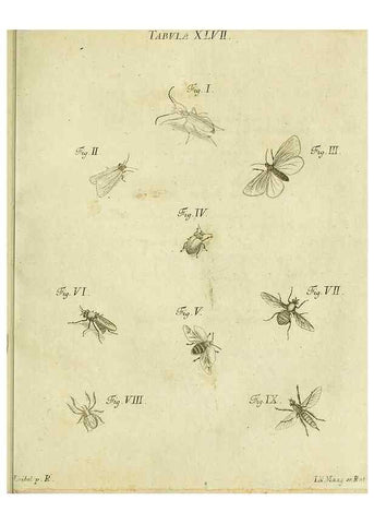 Reproducción/Reproduction 9733382558: Iacobi Christiani Shaefferi Icones insectorvm circa Ratisbonam :. Ratisbonae :Typis Zeitlerianis,1791.