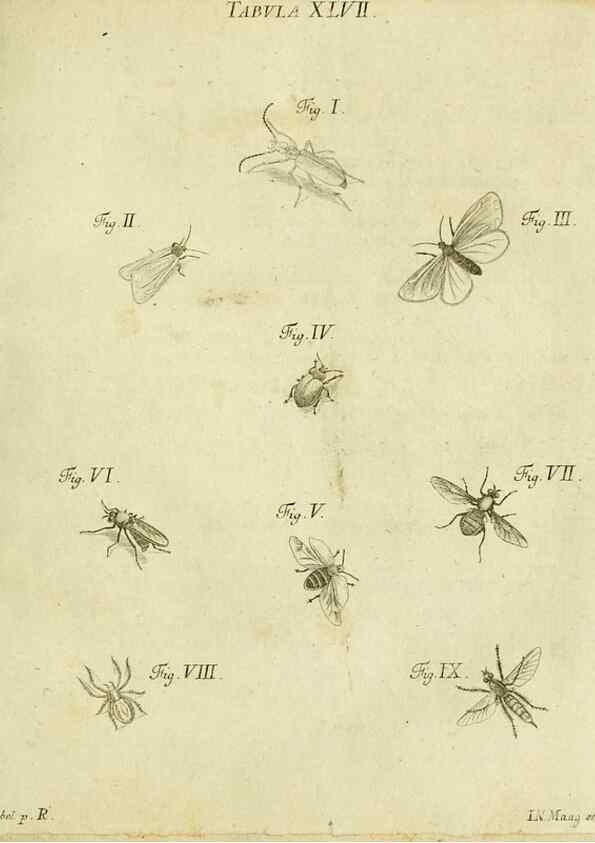Reproducción/Reproduction 9733382558: Iacobi Christiani Shaefferi Icones insectorvm circa Ratisbonam :. Ratisbonae :Typis Zeitlerianis,1791.
