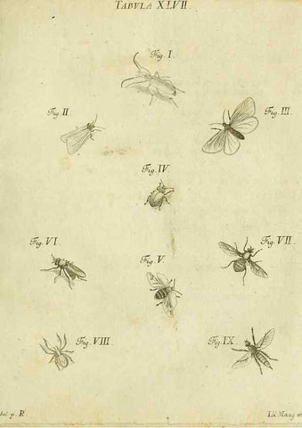 Reproducción/Reproduction 9733382558: Iacobi Christiani Shaefferi Icones insectorvm circa Ratisbonam :. Ratisbonae :Typis Zeitlerianis,1791.