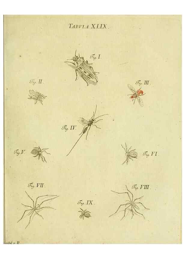Reproducción/Reproduction 9730156579: Iacobi Christiani Shaefferi Icones insectorvm circa Ratisbonam :. Ratisbonae :Typis Zeitlerianis,1791.