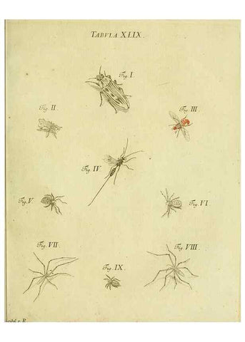Reproducción/Reproduction 9730156579: Iacobi Christiani Shaefferi Icones insectorvm circa Ratisbonam :. Ratisbonae :Typis Zeitlerianis,1791.