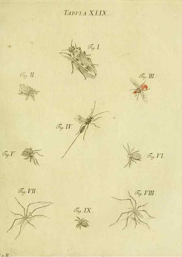 Reproducción/Reproduction 9730156579: Iacobi Christiani Shaefferi Icones insectorvm circa Ratisbonam :. Ratisbonae :Typis Zeitlerianis,1791.