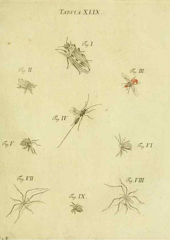 Reproducción/Reproduction 9730156579: Iacobi Christiani Shaefferi Icones insectorvm circa Ratisbonam :. Ratisbonae :Typis Zeitlerianis,1791.
