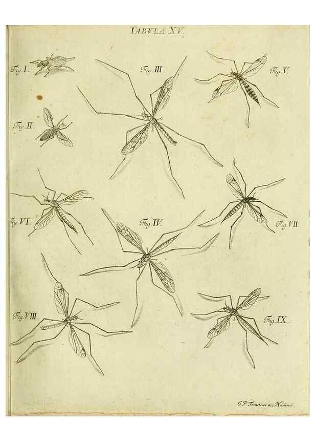 Reproducción/Reproduction 9733384512: Iacobi Christiani Shaefferi Icones insectorvm circa Ratisbonam :. Ratisbonae :Typis Zeitlerianis,1791.