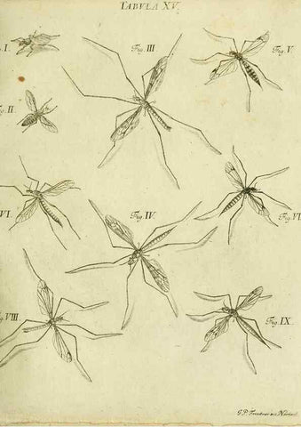Reproducción/Reproduction 9733384512: Iacobi Christiani Shaefferi Icones insectorvm circa Ratisbonam :. Ratisbonae :Typis Zeitlerianis,1791.