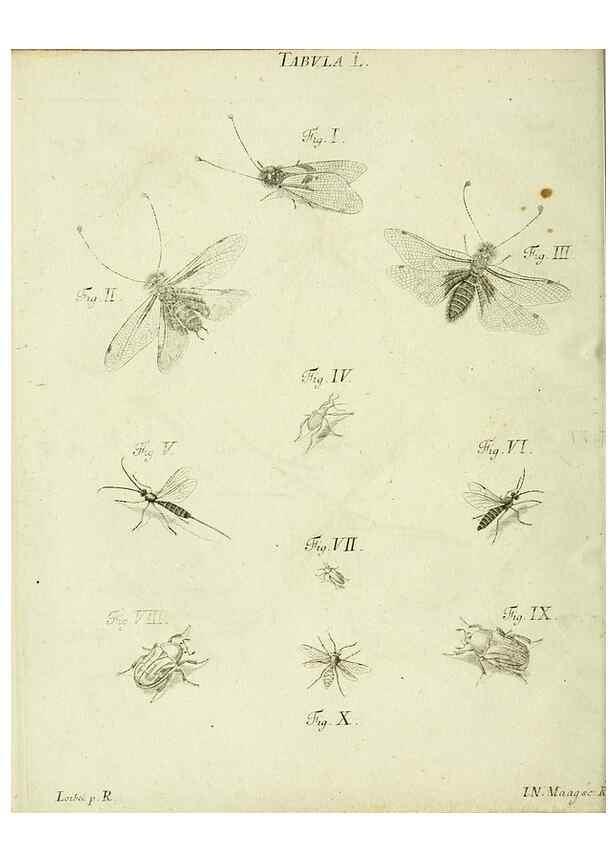 Reproducción/Reproduction 9733385536: Iacobi Christiani Shaefferi Icones insectorvm circa Ratisbonam :. Ratisbonae :Typis Zeitlerianis,1791.