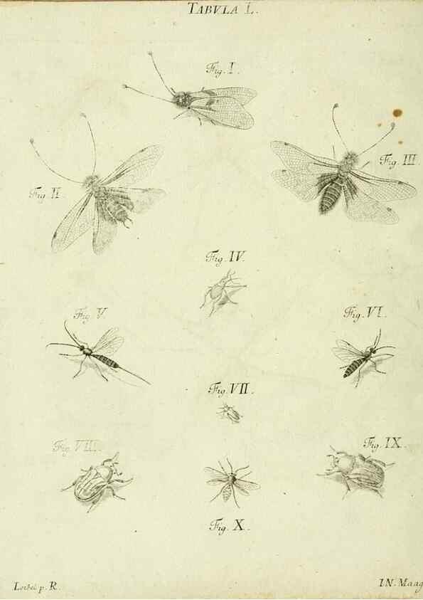 Reproducción/Reproduction 9733385536: Iacobi Christiani Shaefferi Icones insectorvm circa Ratisbonam :. Ratisbonae :Typis Zeitlerianis,1791.