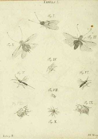 Reproducción/Reproduction 9733385536: Iacobi Christiani Shaefferi Icones insectorvm circa Ratisbonam :. Ratisbonae :Typis Zeitlerianis,1791.