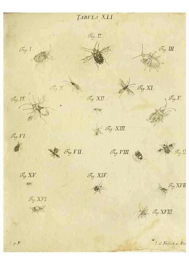 Reproducción/Reproduction 9733377124: Iacobi Christiani Shaefferi Icones insectorvm circa Ratisbonam :. Ratisbonae :Typis Zeitlerianis,1791.