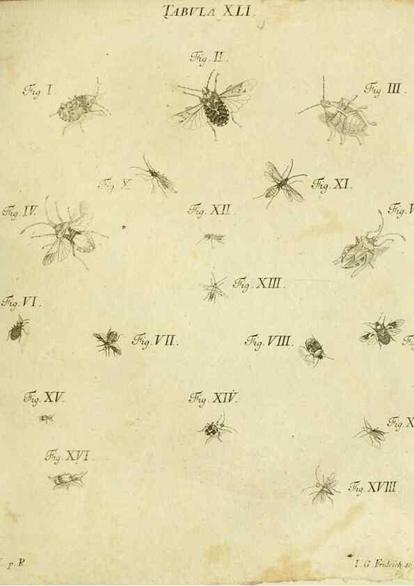 Reproducción/Reproduction 9733377124: Iacobi Christiani Shaefferi Icones insectorvm circa Ratisbonam :. Ratisbonae :Typis Zeitlerianis,1791.