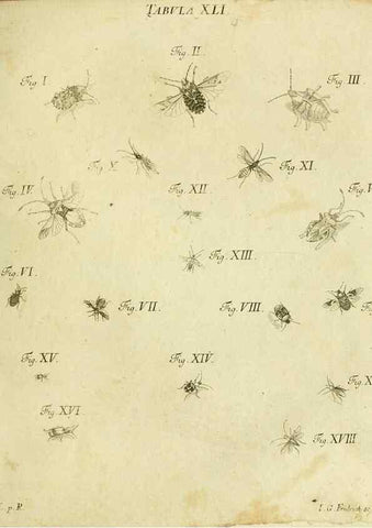 Reproducción/Reproduction 9733377124: Iacobi Christiani Shaefferi Icones insectorvm circa Ratisbonam :. Ratisbonae :Typis Zeitlerianis,1791.