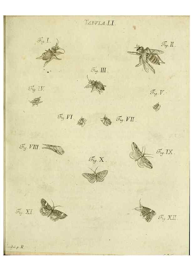 Reproducción/Reproduction 9733386592: Iacobi Christiani Shaefferi Icones insectorvm circa Ratisbonam :. Ratisbonae :Typis Zeitlerianis,1791.