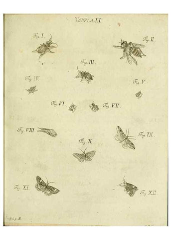 Reproducción/Reproduction 9733386592: Iacobi Christiani Shaefferi Icones insectorvm circa Ratisbonam :. Ratisbonae :Typis Zeitlerianis,1791.