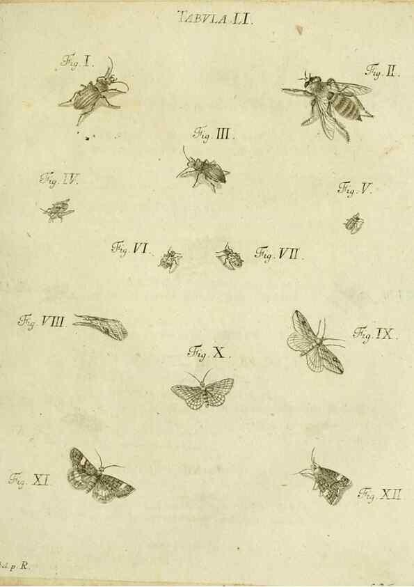 Reproducción/Reproduction 9733386592: Iacobi Christiani Shaefferi Icones insectorvm circa Ratisbonam :. Ratisbonae :Typis Zeitlerianis,1791.