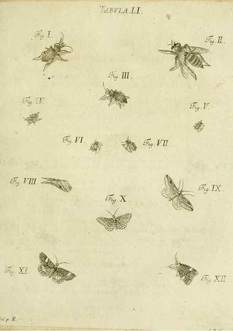 Reproducción/Reproduction 9733386592: Iacobi Christiani Shaefferi Icones insectorvm circa Ratisbonam :. Ratisbonae :Typis Zeitlerianis,1791.