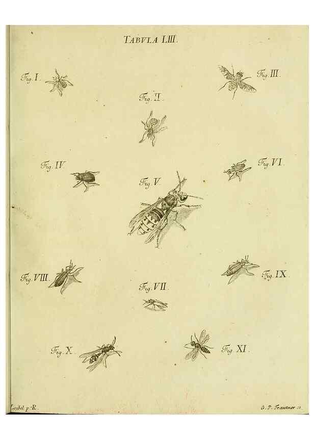 Reproducción/Reproduction 9733388632: Iacobi Christiani Shaefferi Icones insectorvm circa Ratisbonam :. Ratisbonae :Typis Zeitlerianis,1791.