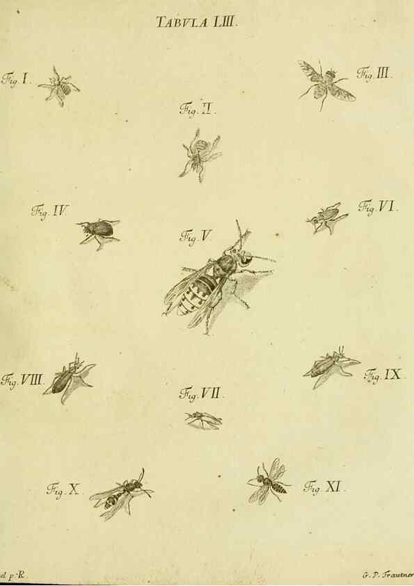 Reproducción/Reproduction 9733388632: Iacobi Christiani Shaefferi Icones insectorvm circa Ratisbonam :. Ratisbonae :Typis Zeitlerianis,1791.