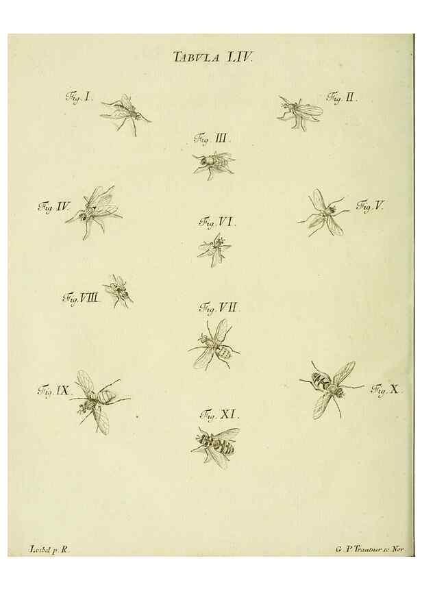 Reproducción/Reproduction 9733389414: Iacobi Christiani Shaefferi Icones insectorvm circa Ratisbonam :. Ratisbonae :Typis Zeitlerianis,1791.