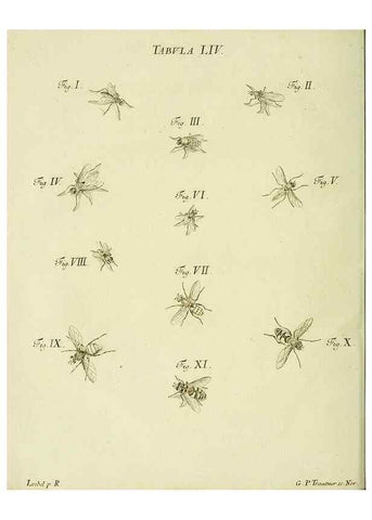 Reproducción/Reproduction 9733389414: Iacobi Christiani Shaefferi Icones insectorvm circa Ratisbonam :. Ratisbonae :Typis Zeitlerianis,1791.
