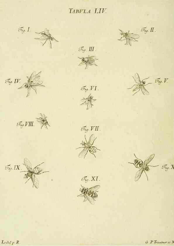 Reproducción/Reproduction 9733389414: Iacobi Christiani Shaefferi Icones insectorvm circa Ratisbonam :. Ratisbonae :Typis Zeitlerianis,1791.