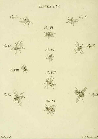 Reproducción/Reproduction 9733389414: Iacobi Christiani Shaefferi Icones insectorvm circa Ratisbonam :. Ratisbonae :Typis Zeitlerianis,1791.