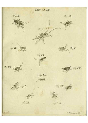 Reproducción/Reproduction 9730163391: Iacobi Christiani Shaefferi Icones insectorvm circa Ratisbonam :. Ratisbonae :Typis Zeitlerianis,1791.