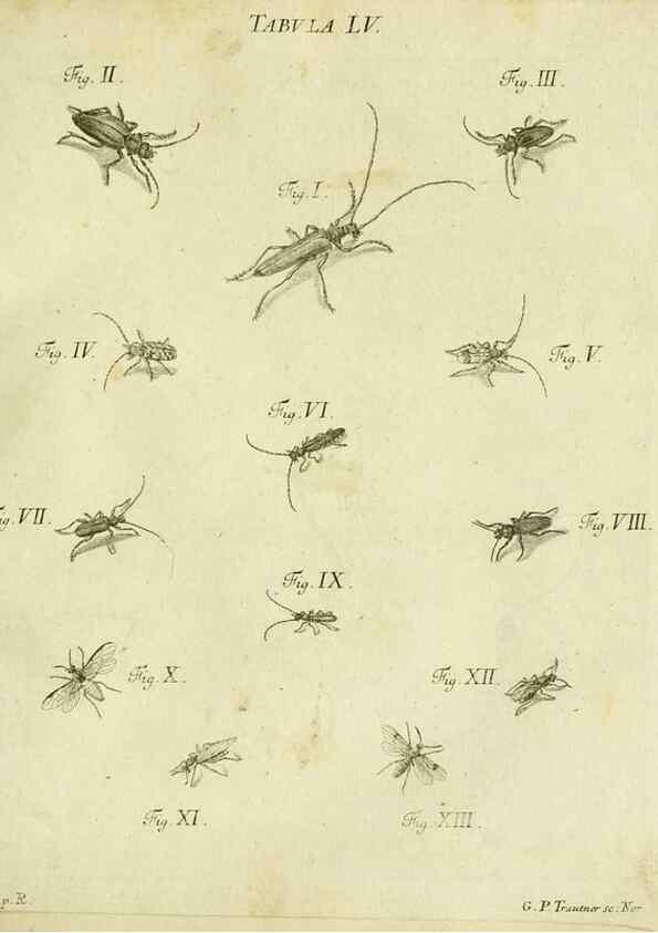 Reproducción/Reproduction 9730163391: Iacobi Christiani Shaefferi Icones insectorvm circa Ratisbonam :. Ratisbonae :Typis Zeitlerianis,1791.