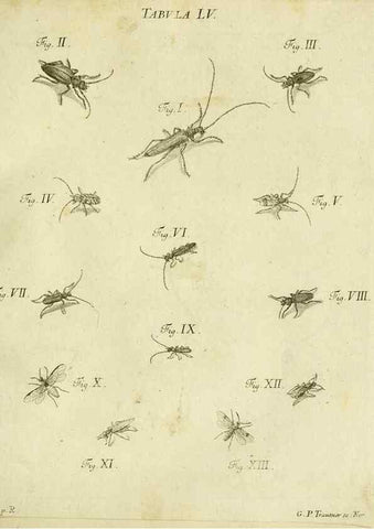 Reproducción/Reproduction 9730163391: Iacobi Christiani Shaefferi Icones insectorvm circa Ratisbonam :. Ratisbonae :Typis Zeitlerianis,1791.