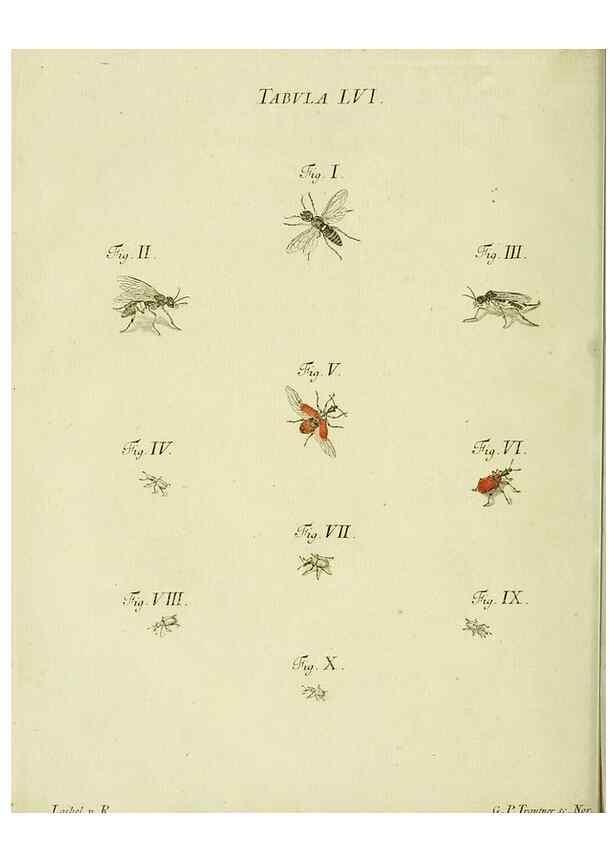 Reproducción/Reproduction 9733391240: Iacobi Christiani Shaefferi Icones insectorvm circa Ratisbonam :. Ratisbonae :Typis Zeitlerianis,1791.