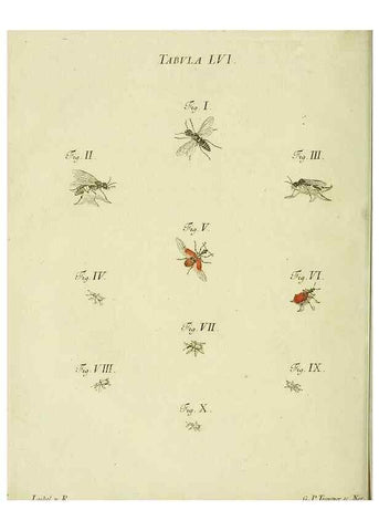 Reproducción/Reproduction 9733391240: Iacobi Christiani Shaefferi Icones insectorvm circa Ratisbonam :. Ratisbonae :Typis Zeitlerianis,1791.