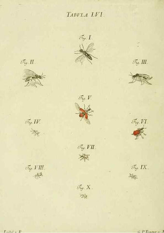 Reproducción/Reproduction 9733391240: Iacobi Christiani Shaefferi Icones insectorvm circa Ratisbonam :. Ratisbonae :Typis Zeitlerianis,1791.