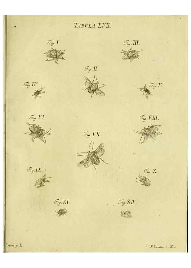Reproducción/Reproduction 9730165203: Iacobi Christiani Shaefferi Icones insectorvm circa Ratisbonam :. Ratisbonae :Typis Zeitlerianis,1791.