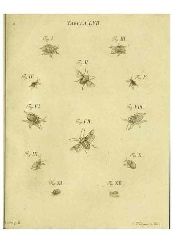 Reproducción/Reproduction 9730165203: Iacobi Christiani Shaefferi Icones insectorvm circa Ratisbonam :. Ratisbonae :Typis Zeitlerianis,1791.