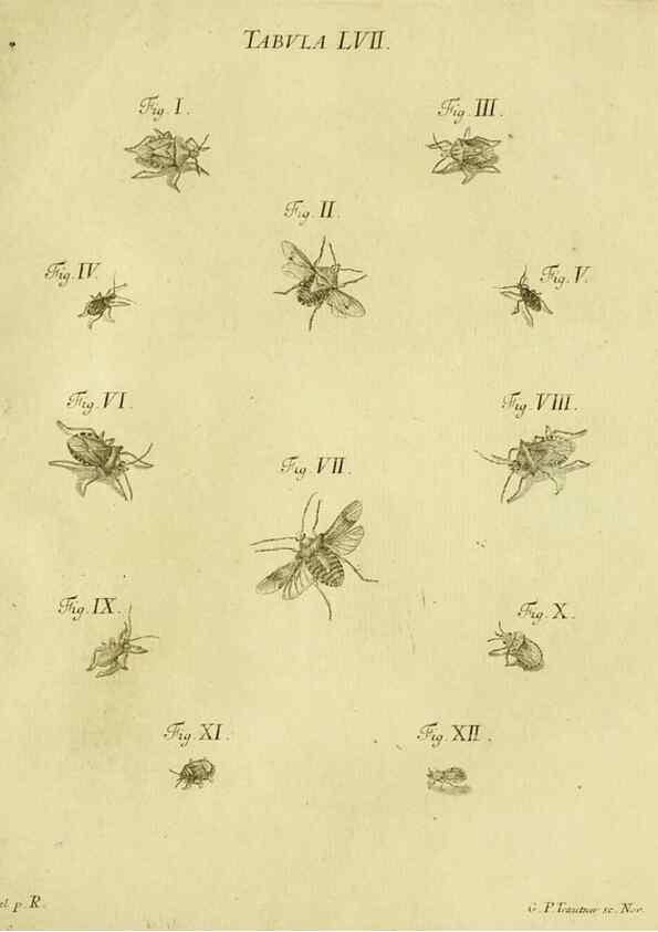 Reproducción/Reproduction 9730165203: Iacobi Christiani Shaefferi Icones insectorvm circa Ratisbonam :. Ratisbonae :Typis Zeitlerianis,1791.